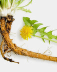 Organic Dandelion Cut Root | Freshly Dried