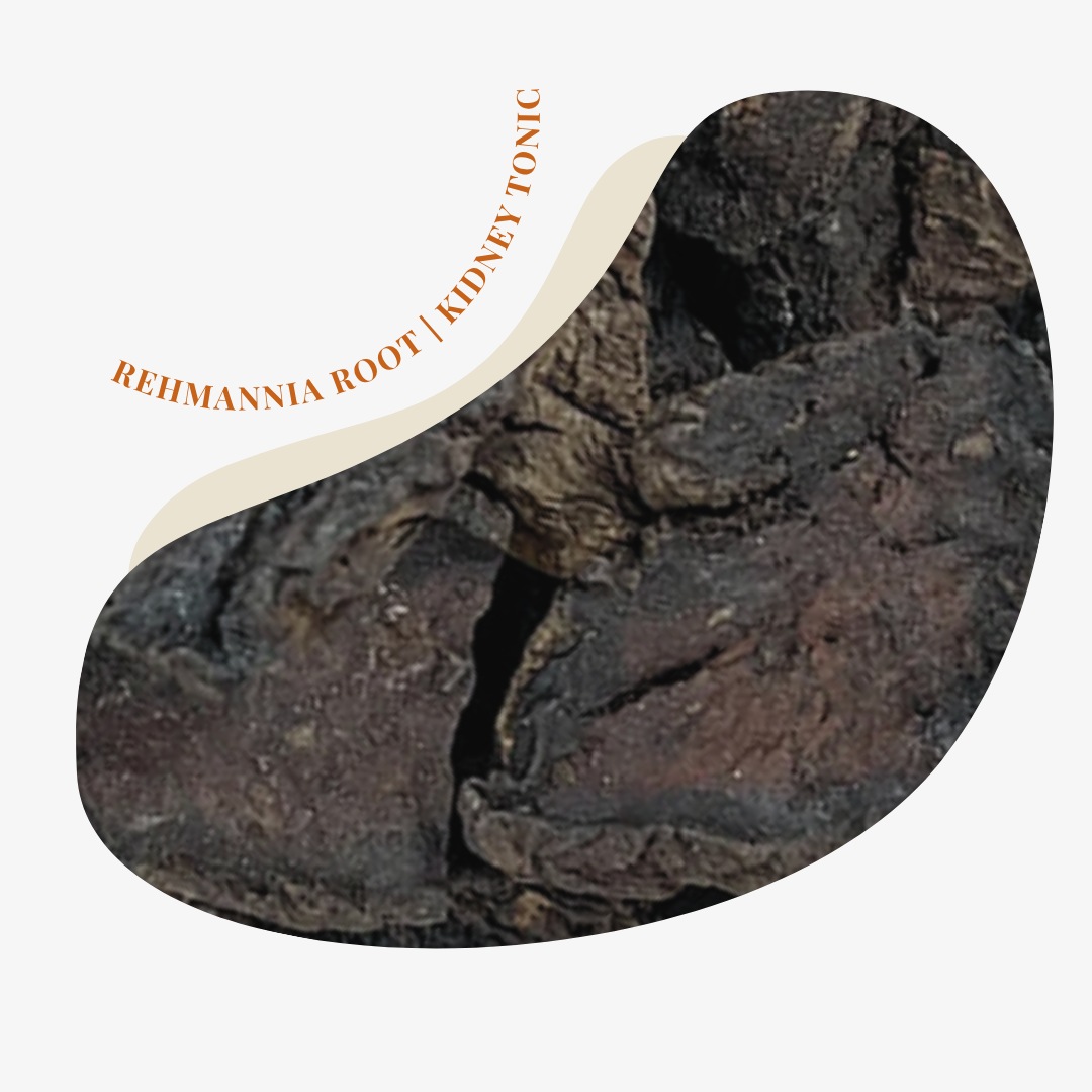 Rehmannia Root | Kidney Tonic Aid